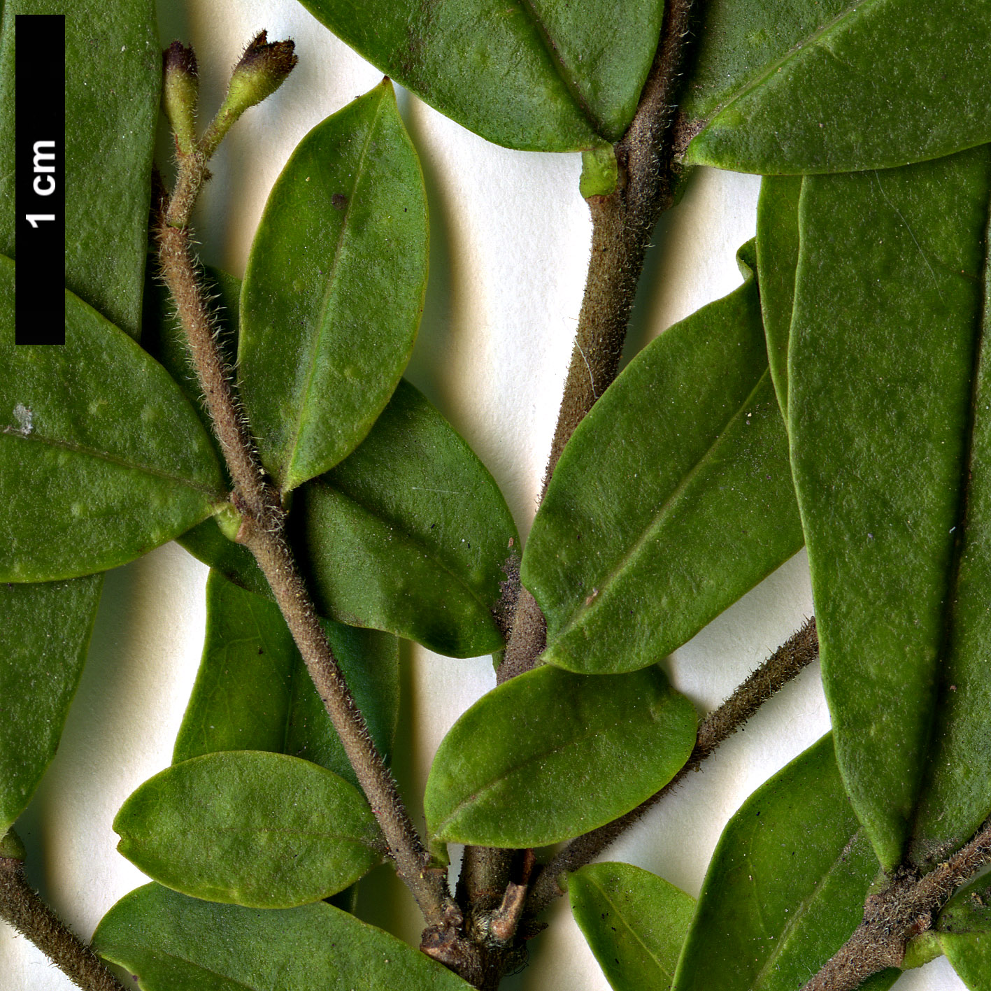 High resolution image: Family: Oleaceae - Genus: Ligustrum - Taxon: obtusifolium - SpeciesSub: var. regelianum